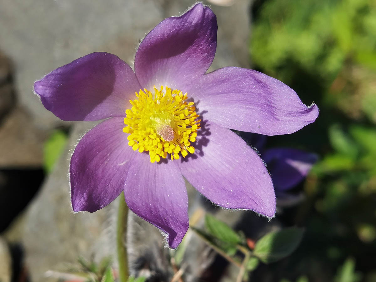 Pulsatilla patens photo